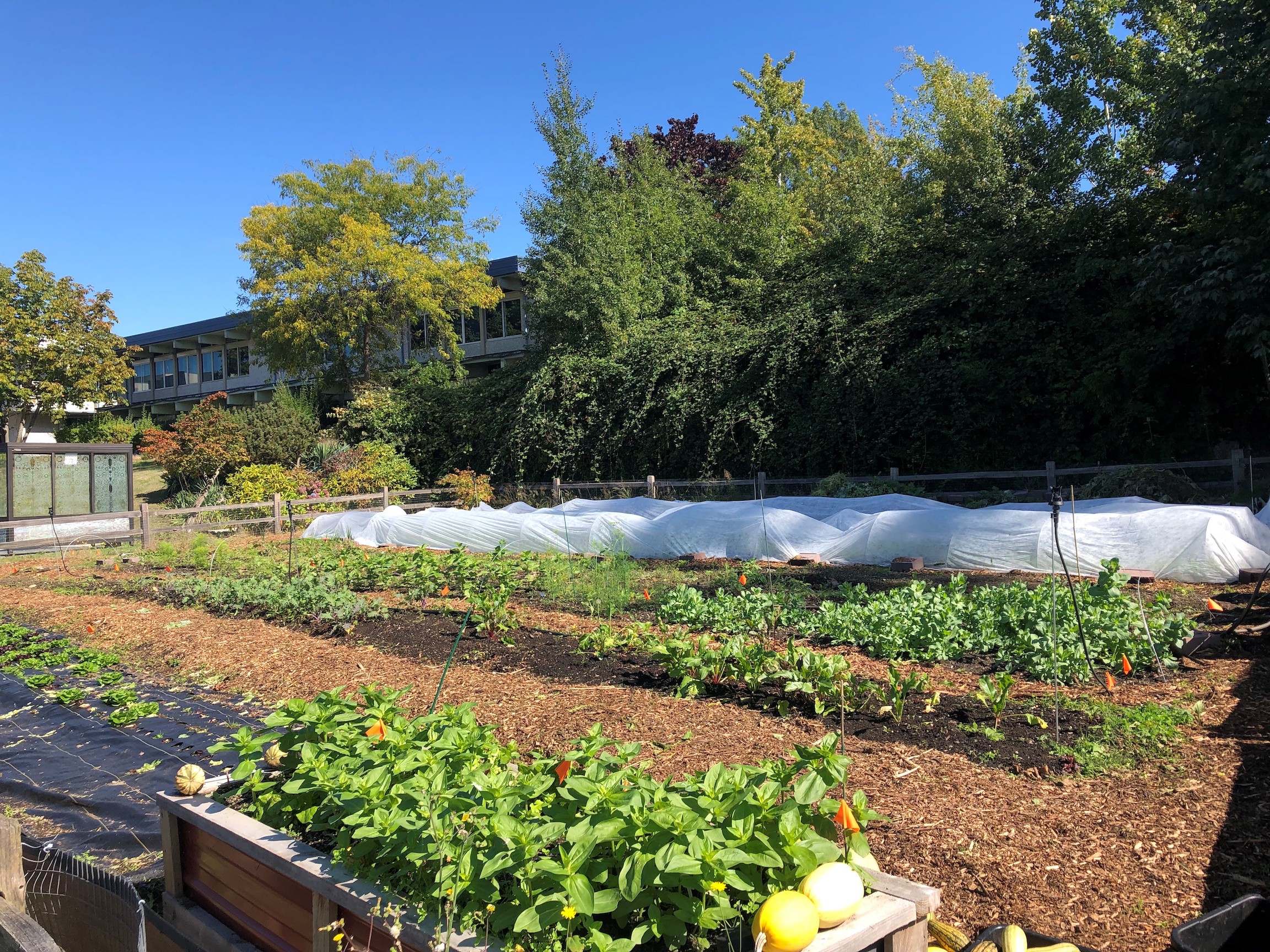Image of community garden with rows of vegetables